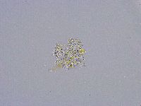 Minibiotus intermedius image