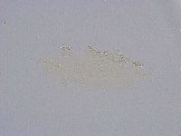 Minibiotus intermedius image