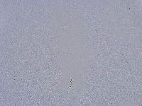 Minibiotus intermedius image