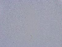 Minibiotus intermedius image