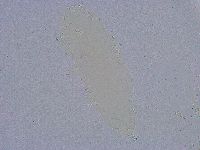 Minibiotus intermedius image