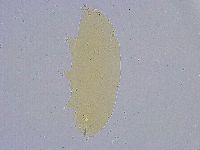 Minibiotus intermedius image