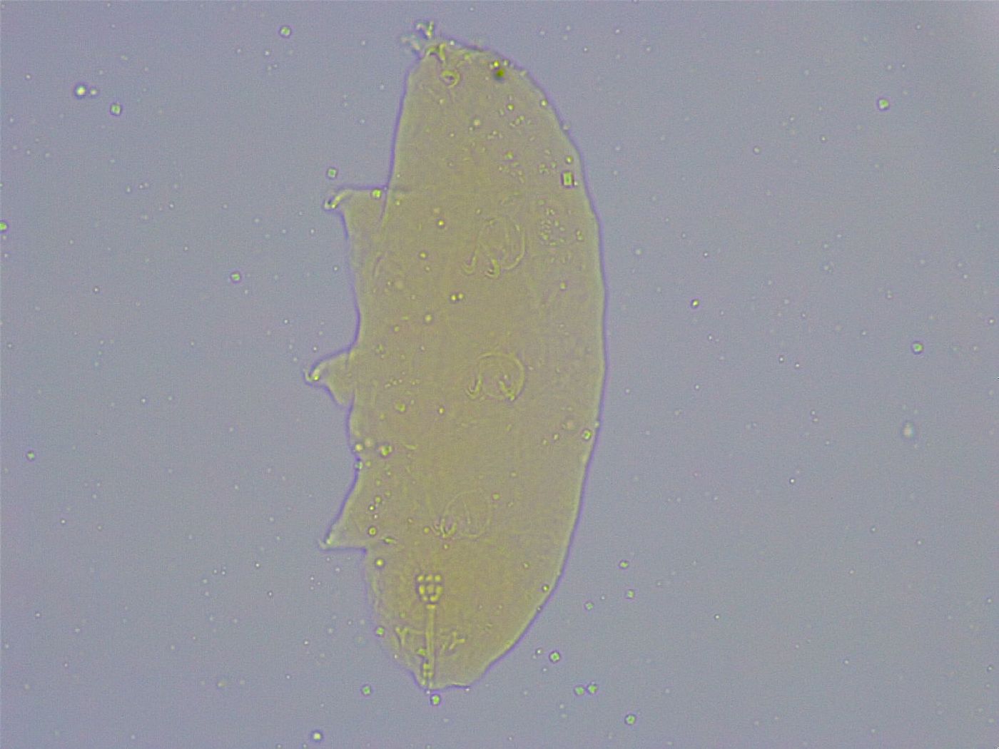 Minibiotus image