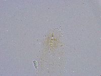 Minibiotus intermedius image