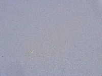 Minibiotus intermedius image