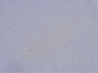 Minibiotus intermedius image