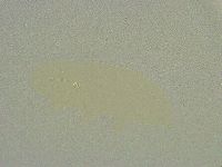 Minibiotus intermedius image
