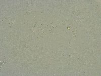 Minibiotus intermedius image