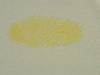 Minibiotus intermedius image