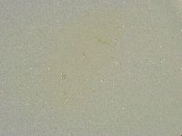 Minibiotus intermedius image