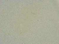 Minibiotus intermedius image