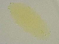 Minibiotus intermedius image