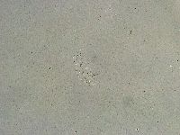 Minibiotus intermedius image