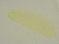 Minibiotus intermedius image