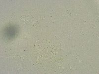 Minibiotus intermedius image