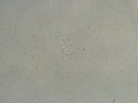 Minibiotus intermedius image