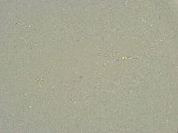 Minibiotus intermedius image