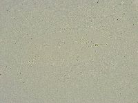 Minibiotus intermedius image