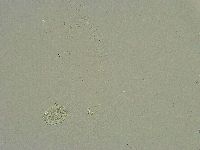 Minibiotus intermedius image