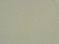 Minibiotus intermedius image