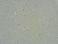 Minibiotus intermedius image