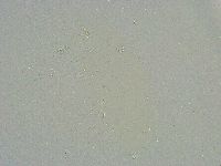 Minibiotus intermedius image