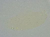 Minibiotus intermedius image