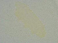 Minibiotus intermedius image