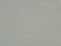 Minibiotus intermedius image
