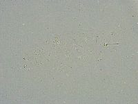 Minibiotus intermedius image