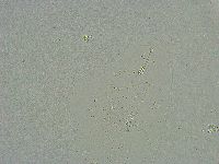 Minibiotus intermedius image