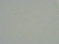 Minibiotus intermedius image