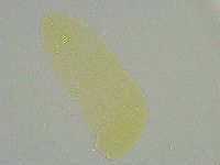 Minibiotus intermedius image
