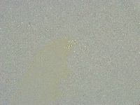 Minibiotus intermedius image
