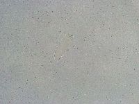 Minibiotus intermedius image