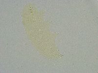 Minibiotus intermedius image