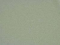 Minibiotus intermedius image