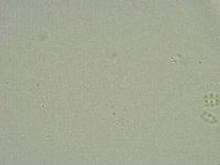 Minibiotus intermedius image