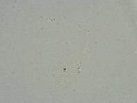 Minibiotus intermedius image