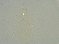Minibiotus intermedius image