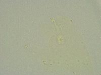 Minibiotus intermedius image