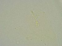 Minibiotus intermedius image