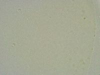 Minibiotus intermedius image