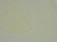 Minibiotus intermedius image
