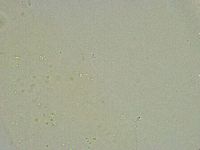 Minibiotus intermedius image