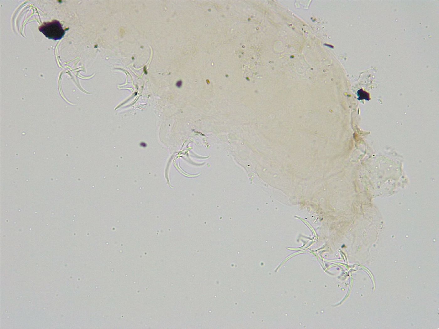 Pseudobiotus image