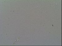 Schusterius tridigitus image