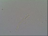Schusterius tridigitus image