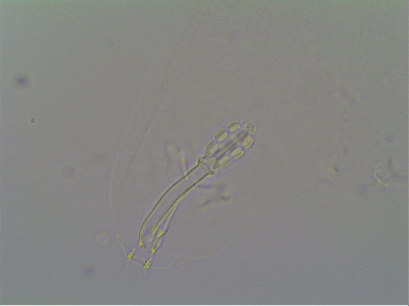 Schusterius image