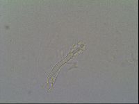 Schusterius tridigitus image